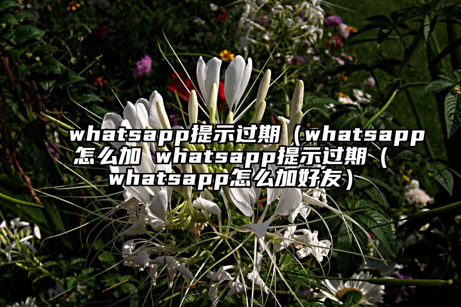 whatsapp提示过期（whatsapp怎么加 whatsapp提示过期（whatsapp怎么加好友）