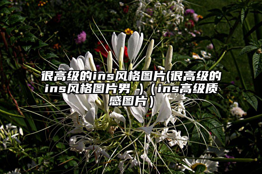 很高级的ins风格图片(很高级的ins风格图片男 )（ins高级质感图片）