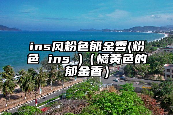 ins风粉色郁金香(粉色 ins )（橘黄色的郁金香）