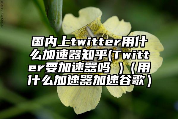 国内上twitter用什么加速器知乎(Twitter要加速器吗 )（用什么加速器加速谷歌）