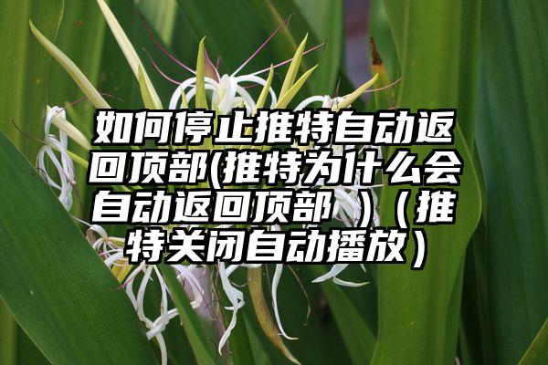 如何停止推特自动返回顶部(推特为什么会自动返回顶部 )（推特关闭自动播放）