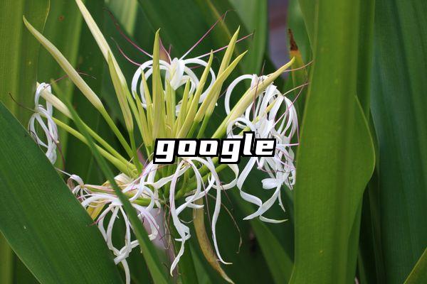 google
