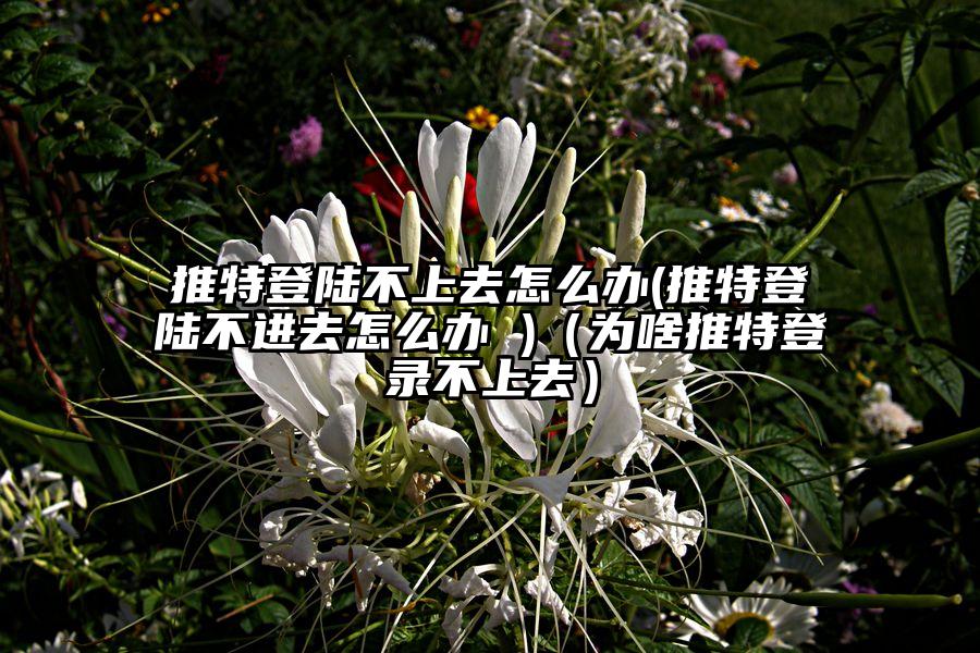 推特登陆不上去怎么办(推特登陆不进去怎么办 )（为啥推特登录不上去）