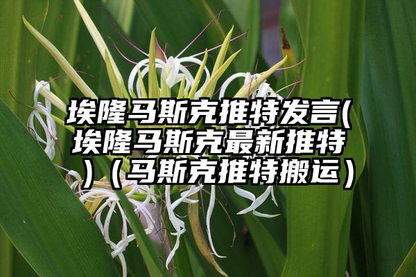 埃隆马斯克推特发言(埃隆马斯克最新推特 )（马斯克推特搬运）