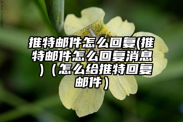 推特邮件怎么回复(推特邮件怎么回复消息 )（怎么给推特回复邮件）