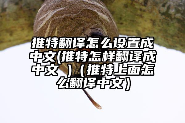推特翻译怎么设置成中文(推特怎样翻译成中文 )（推特上面怎么翻译中文）