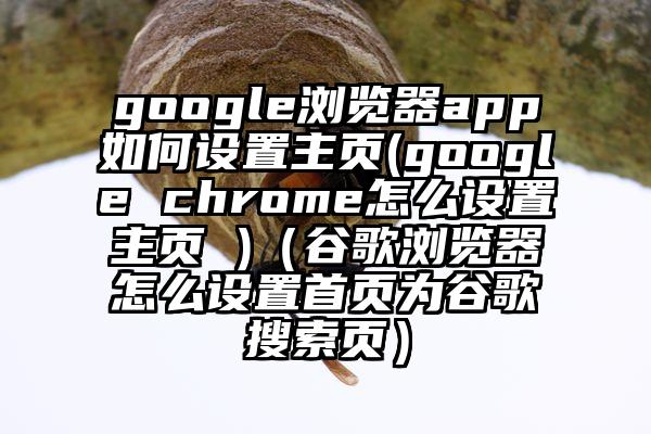 google浏览器app如何设置主页(google chrome怎么设置主页 )（谷歌浏览器怎么设置首页为谷歌搜索页）