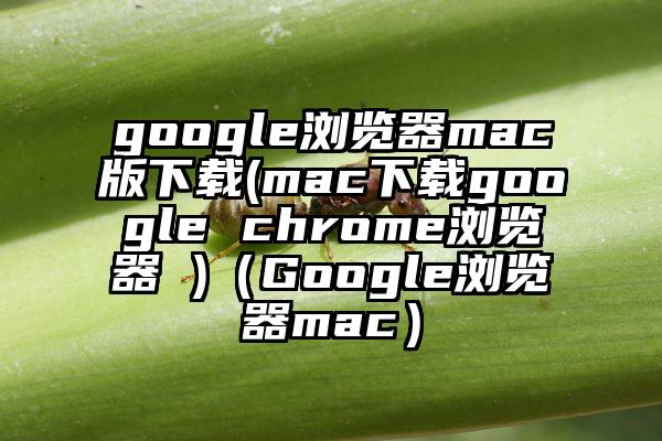 google浏览器mac版下载(mac下载google chrome浏览器 )（Google浏览器mac）