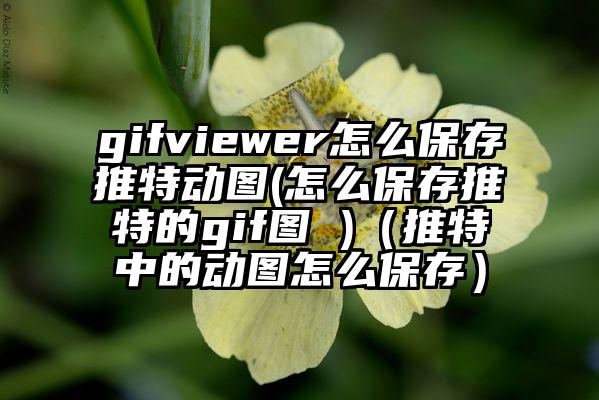 gifviewer怎么保存推特动图(怎么保存推特的gif图 )（推特中的动图怎么保存）
