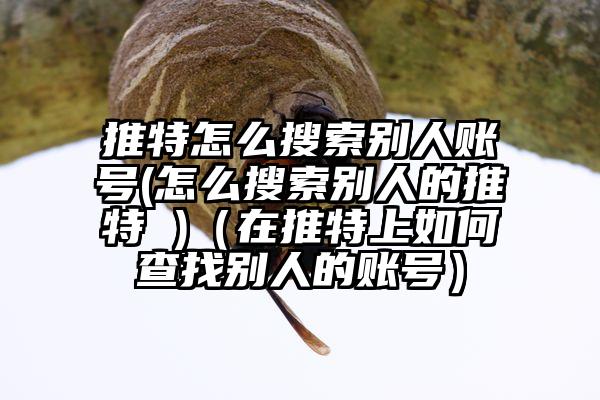 推特怎么搜索别人账号(怎么搜索别人的推特 )（在推特上如何查找别人的账号）