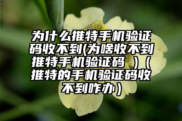 为什么推特手机验证码收不到(为啥收不到推特手机验证码 )（推特的手机验证码收不到咋办）