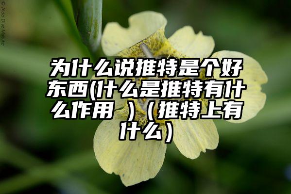 为什么说推特是个好东西(什么是推特有什么作用 )（推特上有什么）