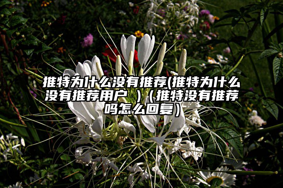 推特为什么没有推荐(推特为什么没有推荐用户 )（推特没有推荐吗怎么回复）